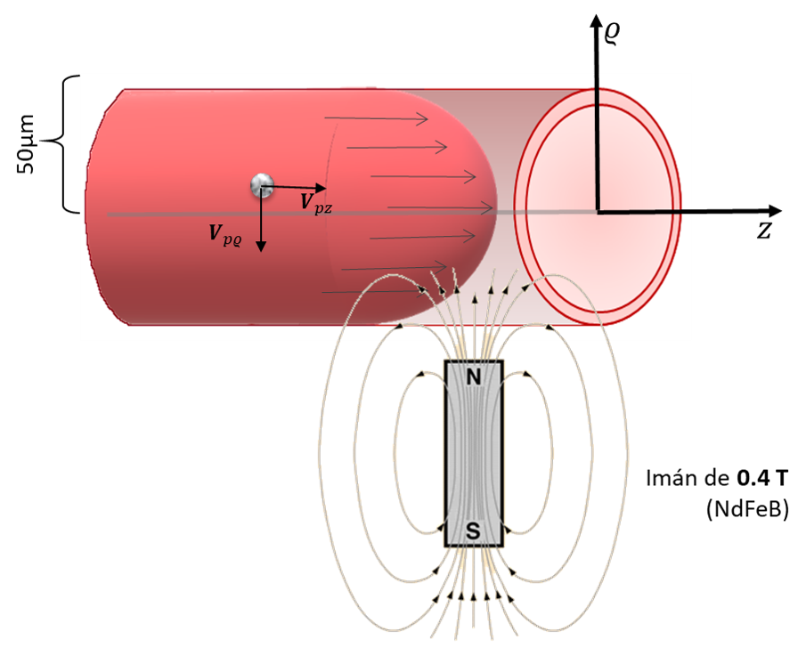  Modelado de la cinética de nanopartículas magnéticas en torrente sanguíneo bajo la influencia de un campo magnético externo. 
